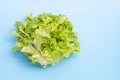 Green Oak Lettuce on blue background Royalty Free Stock Photo