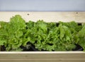 Green Oak Lettuce, The fresh organic vegetable, light green wavy leaf vegetable, bush-shaped, sweet, crispy taste. Rich in B