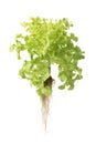 Green oak lettuce