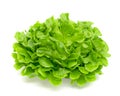 Green oak lettuce leaf isolated on white background Royalty Free Stock Photo