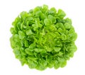 Green oak lettuce leaf isolated on white background Royalty Free Stock Photo