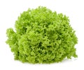 Green oak lettuce leaf Royalty Free Stock Photo