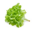 Green oak lettuce leaf Royalty Free Stock Photo