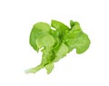 Green oak lettuce leaf on white background Royalty Free Stock Photo
