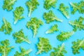 Green oak lettuce leaves on blue background. Royalty Free Stock Photo