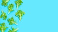 Green oak lettuce leaves on blue background. Royalty Free Stock Photo