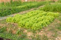 green oak lettuce plant growing in farm. vegatable plantation  in garden Royalty Free Stock Photo