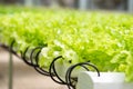 Green oak lettuce plant in hydroponic farm Royalty Free Stock Photo