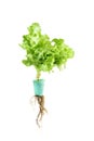 Green oak lettuce with root separately on white background Grow hydroponic, fresh, clean, delicious, and farmers run a business