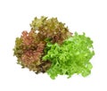 Green oak lettuce with water drops Royalty Free Stock Photo