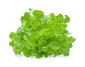 Green oak lettuce with water drops isolated on white background Royalty Free Stock Photo
