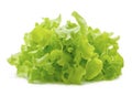 Green oak lettuce with water drops on white background Royalty Free Stock Photo
