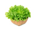 green oak lettuce in wood basket isolated on white Royalty Free Stock Photo