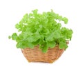 Green oak lettuce in wood basket isolated on white Royalty Free Stock Photo