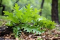 green oak poison leaves intertwined with forest plants