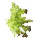 Green oak and rea oak lettuce vegetable salad isolate on white background Royalty Free Stock Photo