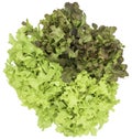 Green oak and rea oak lettuce vegetable salad isolate on white background Royalty Free Stock Photo