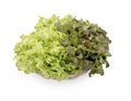 Green oak and rea oak lettuce vegetable salad isolate on white background Royalty Free Stock Photo