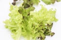 Green oak and rea oak lettuce vegetable salad isolate on white background Royalty Free Stock Photo