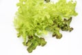 Green oak and rea oak lettuce vegetable salad isolate on white background Royalty Free Stock Photo