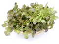 Green oak and rea oak lettuce vegetable salad isolate on white background Royalty Free Stock Photo