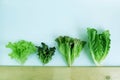 Green oak,Red oak, Red Cos, Red Leaf Lettuce, hydroponic, Organic, vegetables salad