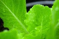 Green oak salad, grown with organic soil through careful care