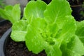 Green oak salad, grown with organic soil through careful care