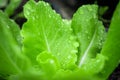 Green oak salad, grown with organic soil through careful care