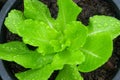 Green oak salad, grown with organic soil through careful care