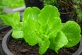 Green oak salad, grown with organic soil through careful care