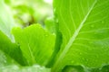 Green oak salad, grown with organic soil through careful care