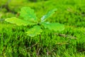 Green oak sprout Royalty Free Stock Photo