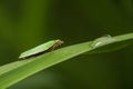 Green oak tortrix, tortrix viridana moth animal sitting on grass stem. Macro animal