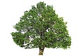 Green oak tree Royalty Free Stock Photo