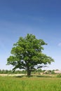 Green oak tree Royalty Free Stock Photo
