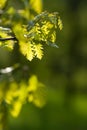 Green oak-tree foliage Royalty Free Stock Photo