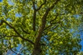 Green oak tree foliage view from bottom Royalty Free Stock Photo