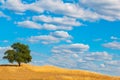 Green Oak Tree on Hill With Clouds and Blue Sky Royalty Free Stock Photo