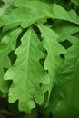 Green Oak Tree Leaves Hanging from a Branch Royalty Free Stock Photo