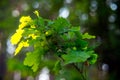 Green oak tree leaves Royalty Free Stock Photo