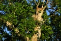 Green oak tree in the morning Royalty Free Stock Photo