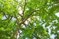Green oak tree in the morning sun Royalty Free Stock Photo