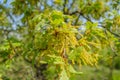 Green oak tree in spring Royalty Free Stock Photo