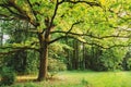 Green Oak Tree in Summer Park Forest. Spring Nature Landscape Royalty Free Stock Photo