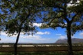 Green oak trees and a white wall on the farm Groot Constantia Royalty Free Stock Photo