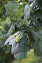 Green oak's acorn