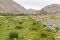 Green Oasis on rocky soil of Altai Mountains Mongolia Royalty Free Stock Photo