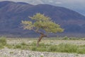 Green Oasis on rocky soil of Altai Mountains Mongolia Royalty Free Stock Photo