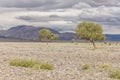 Green Oasis on rocky soil of Altai Mountains Mongolia Royalty Free Stock Photo